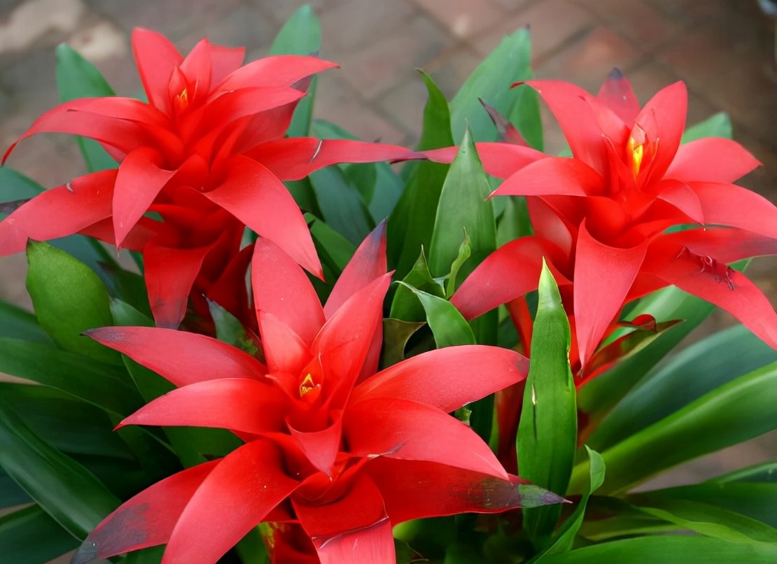 客厅最旺财的植物这五种花一个比一个旺财