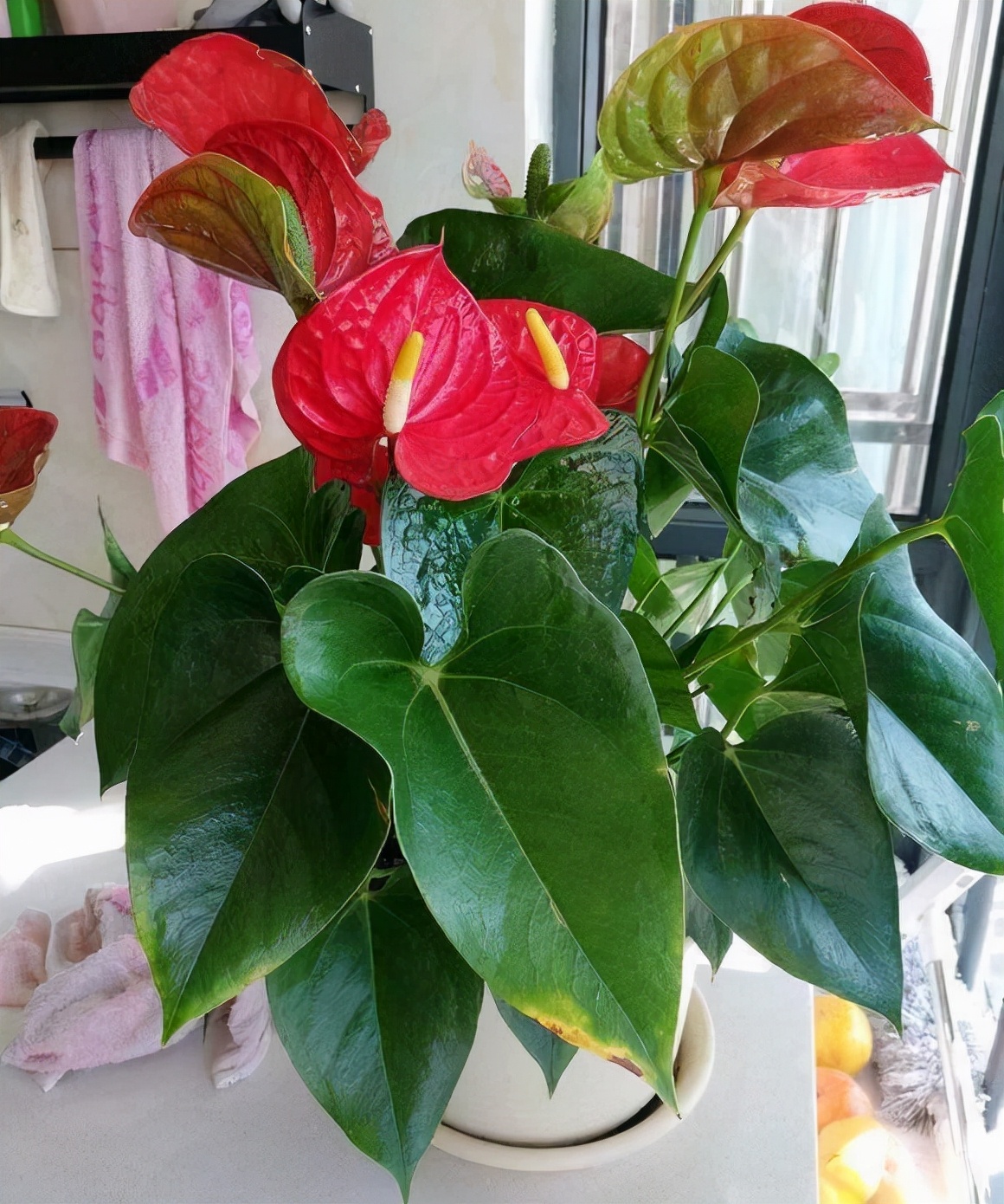 客厅最旺财的植物这五种花一个比一个旺财