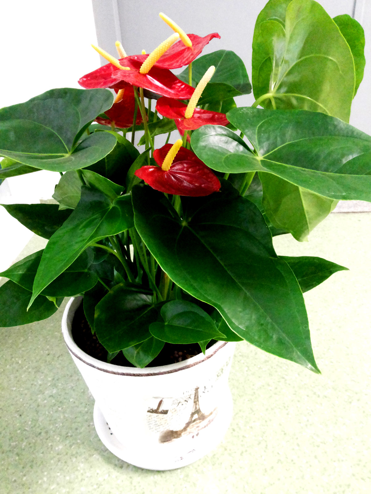 客厅最旺财的植物这五种花一个比一个旺财