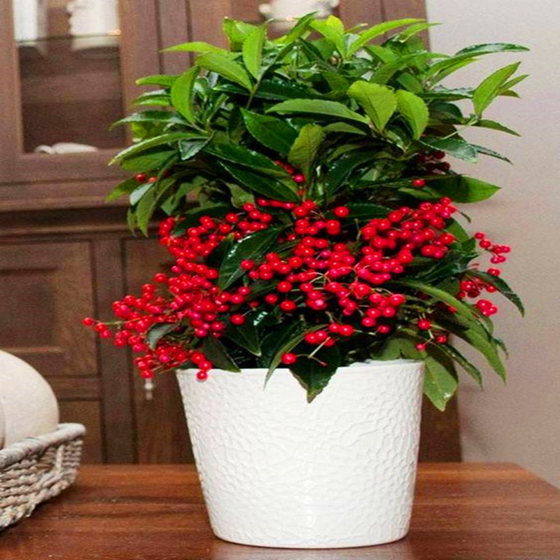 客厅最旺财的植物这五种花一个比一个旺财