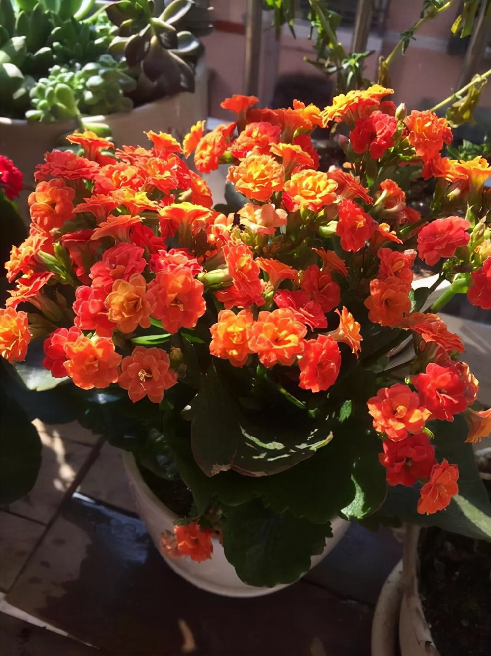 客厅最旺财的植物这五种花一个比一个旺财