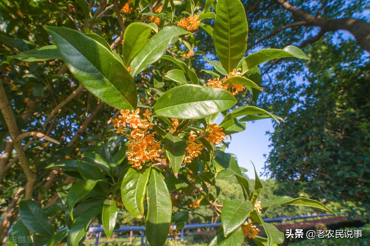 门前左右一棵桂花树风水好不好农村门前有桂花树