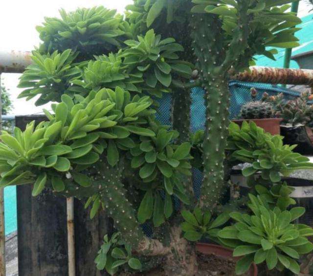 门口放一棵气派花叫麒麟掌,生命力强很养眼,寓意好能镇宅