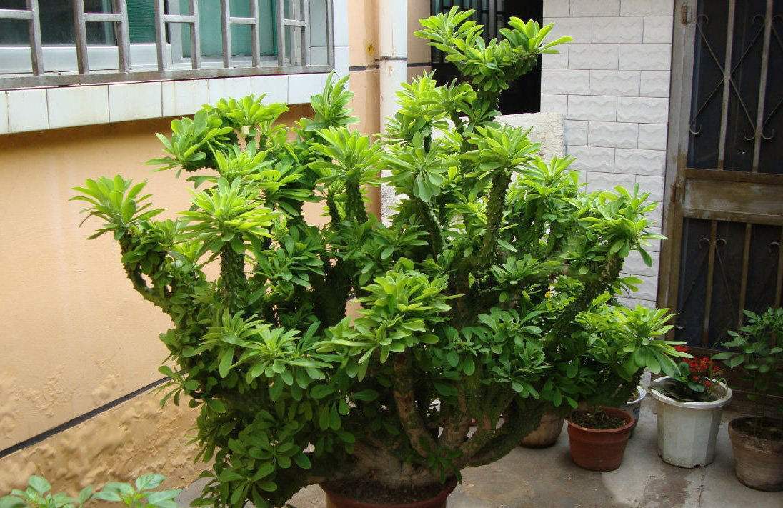 门口放一棵气派花叫麒麟掌,生命力强很养眼,寓意好能镇宅