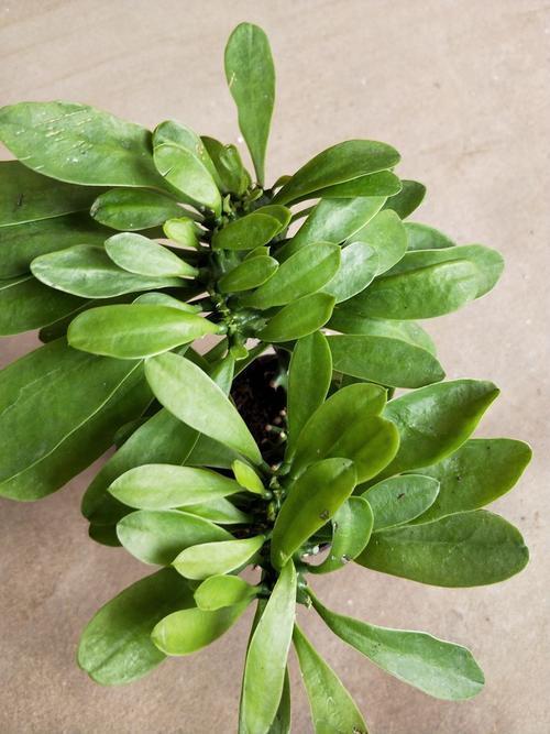 门口放一棵气派花叫麒麟掌,生命力强很养眼,寓意好能镇宅