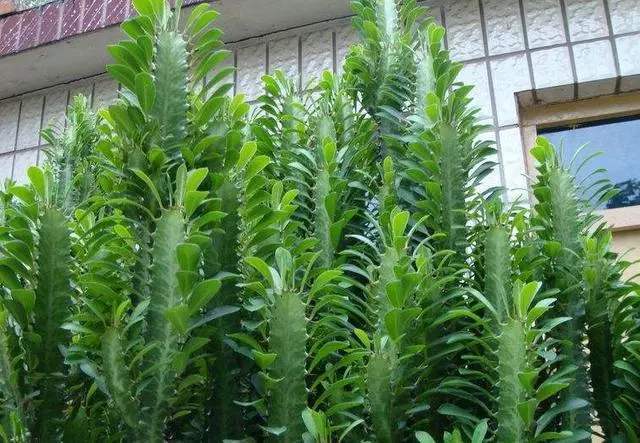 麒麟掌虽然有毒但有风水作用(门口放一棵气派花叫麒麟掌) - 天华易学