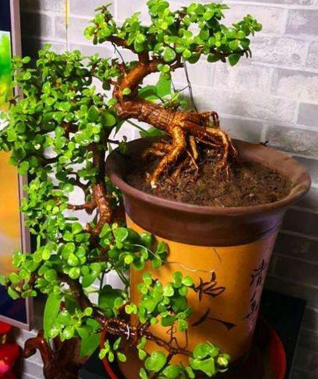 金枝玉叶是马齿苋科的多肉,叶片肥厚,四季翠绿,温润如玉,幼枝呈草本紫