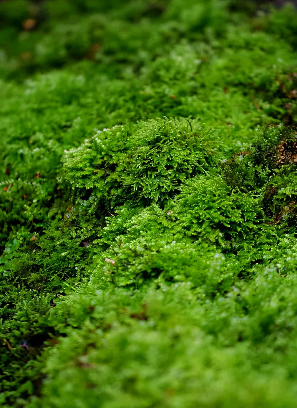 家里养青苔风水好不好小溪边绿油油的苔藓
