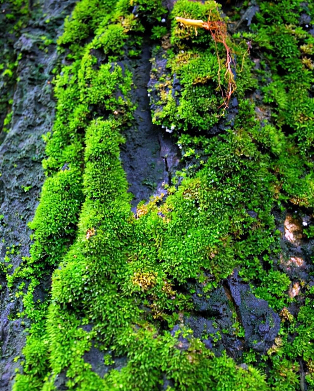 家里养青苔风水好不好小溪边绿油油的苔藓