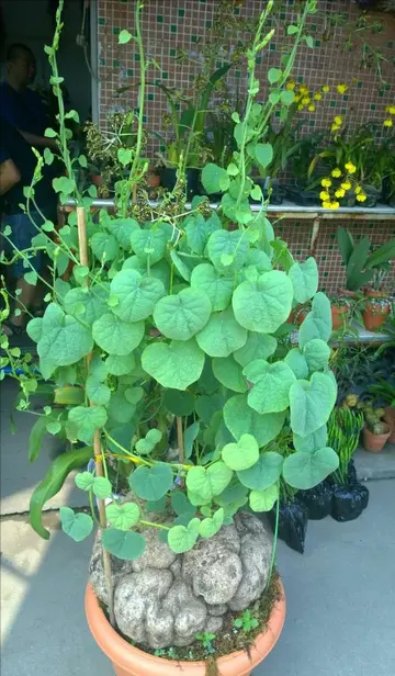 这种山乌龟它还会开花,开出的花虽然不好看,但是它会挂一串串的果子