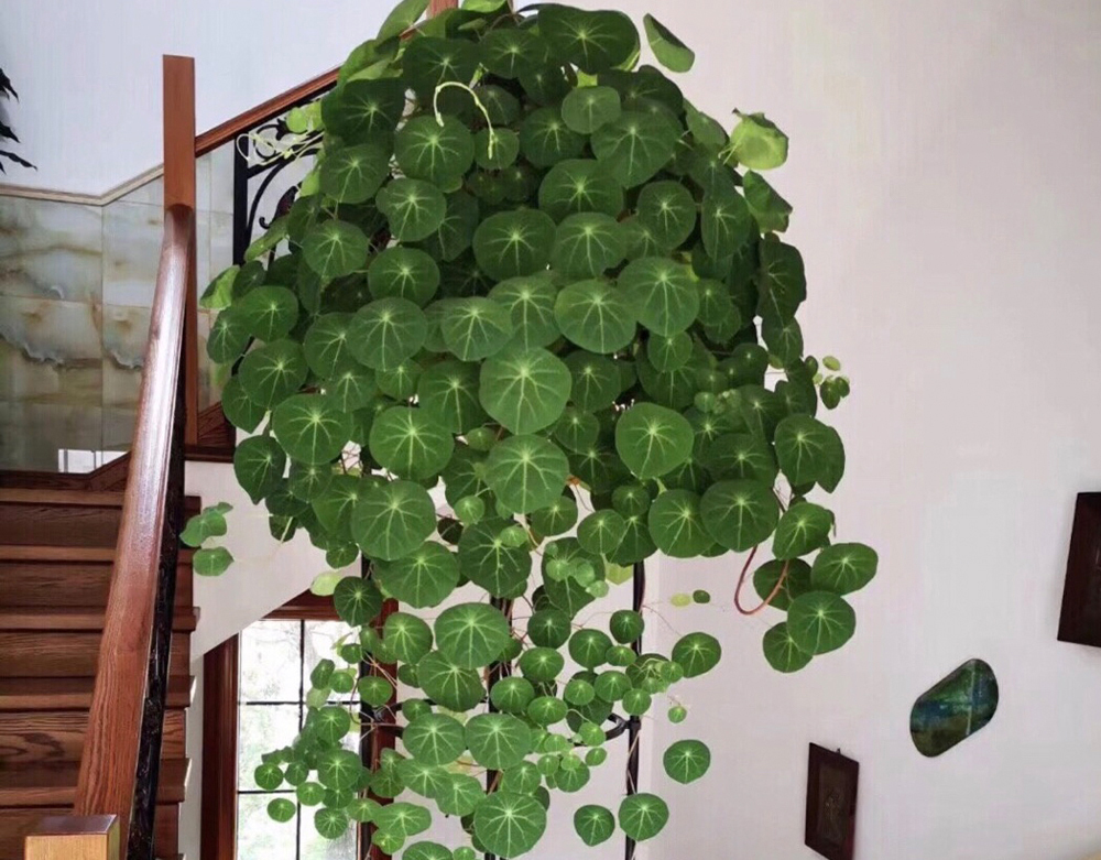 这种山乌龟它还会开花,开出的花虽然不好看,但是它会挂一串串的果子