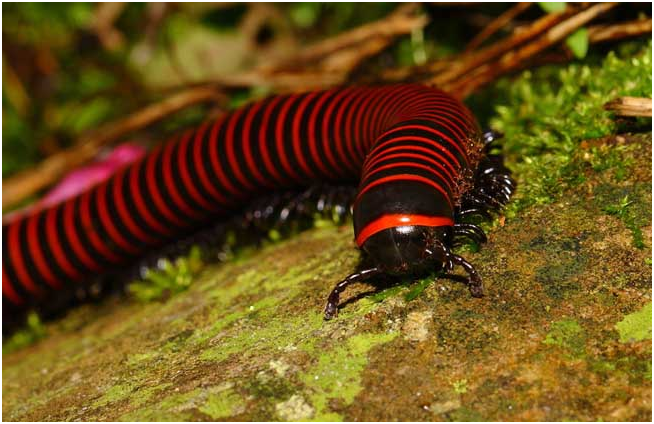 家里出现马陆预示风水全国最常见的虫子