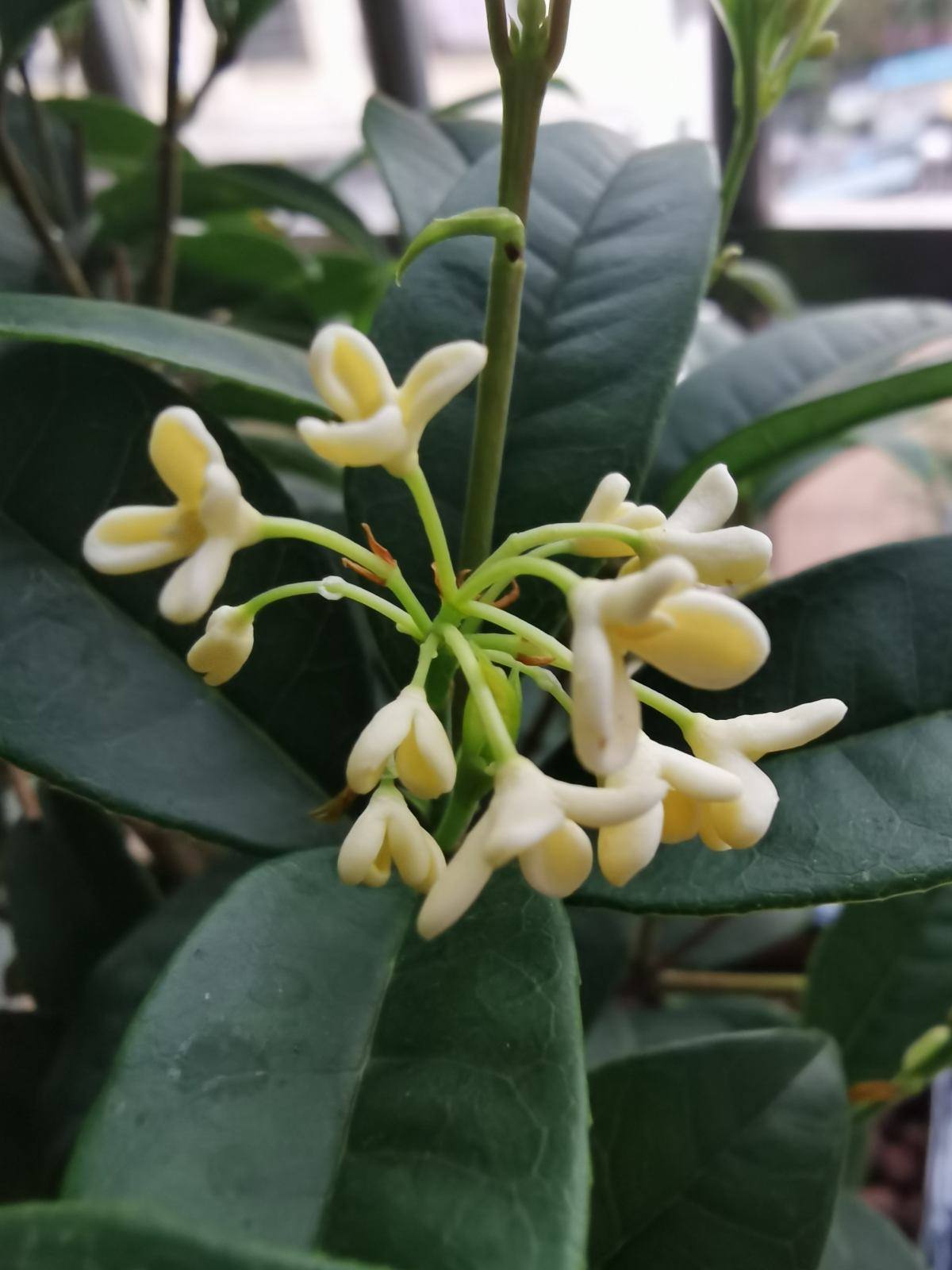 桂花树的风水禁忌(桂花树的风水禁忌大门外两边种什么树)