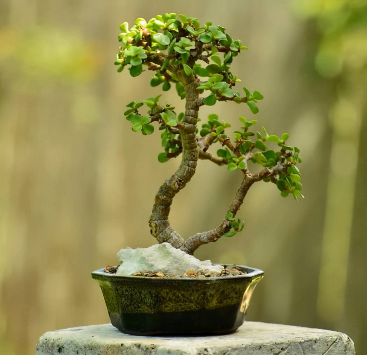 金枝玉叶放在客厅哪里风水好再穷也要养盆它