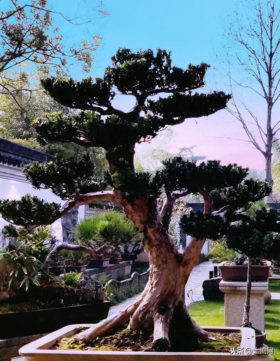 梧桐树的风水禁忌农村种镇宅树有什么讲究