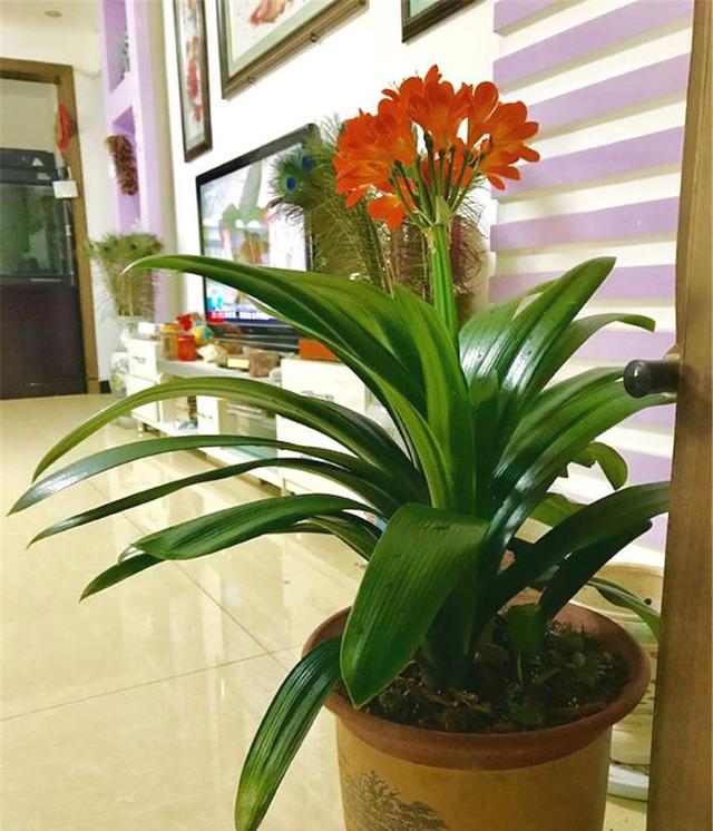 长寿花放卧室风水禁忌公认的19种养人花