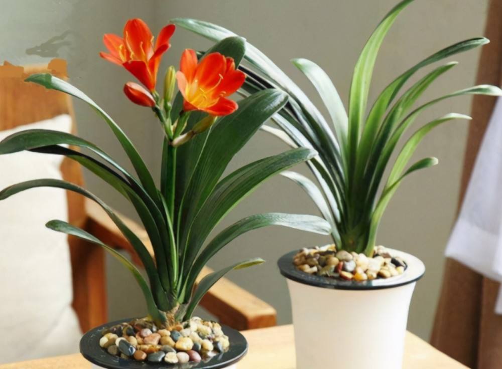 长寿花放卧室风水禁忌公认的19种养人花