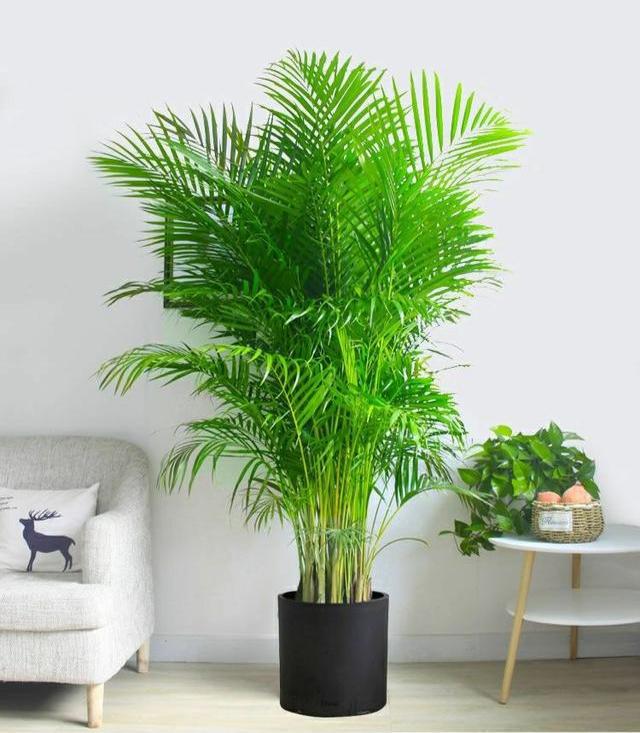 公认的19种"养人花",客厅卧室都能养,吉祥大气又"旺家"