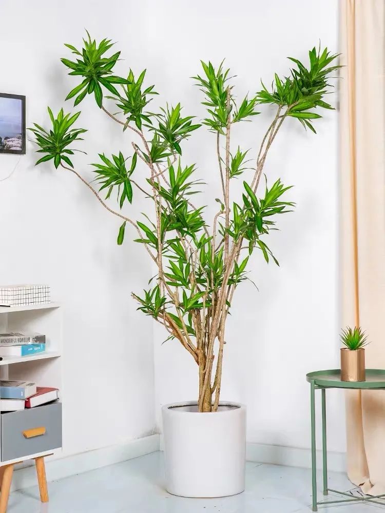 门口种竹子风水十大禁忌(家门口种什么树最好最旺财)