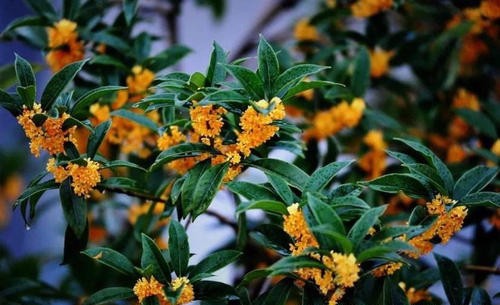 桂花的吉祥寓意促使人们要种桂花除了欣赏外也是冲这个好的寓意来的