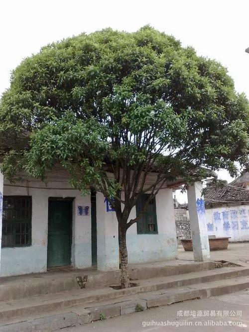 种植桂花树不仅可以改善环境美化庭院而且还可以给家人带来好吉祥如意