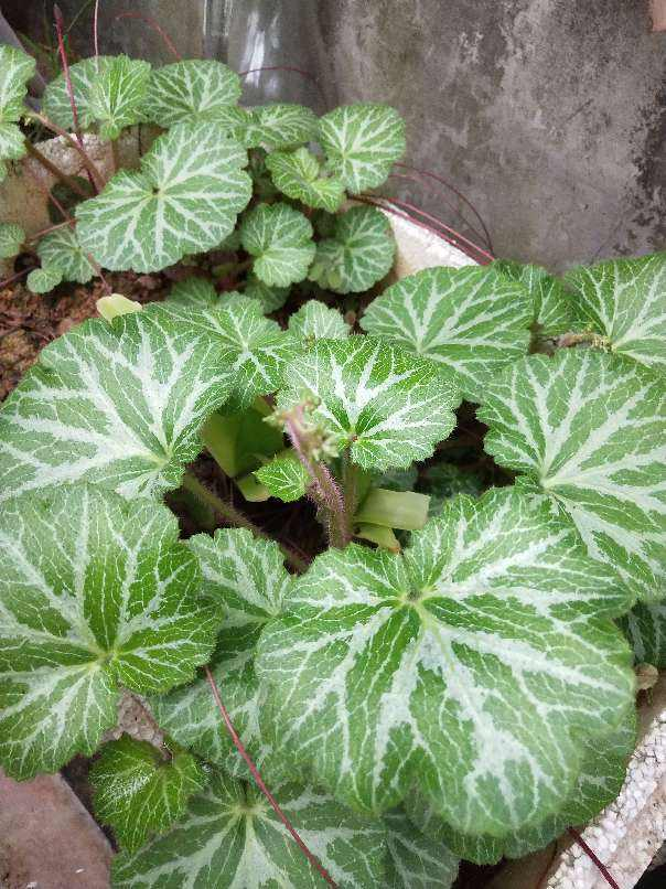 家种虎耳草风水好不好4种叶子花