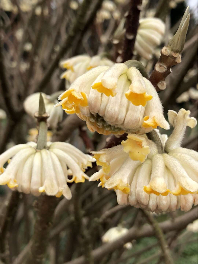 米兰花的寓意和风水这花寓意喜结连理