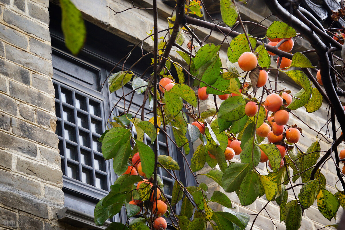 院内有棵柿子树的风水院子里种这3种树