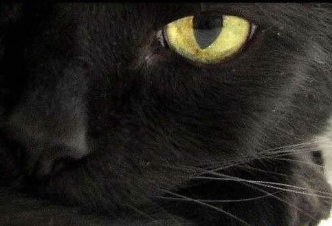 双猫独狗风水说法民间家里养猫的风水禁忌