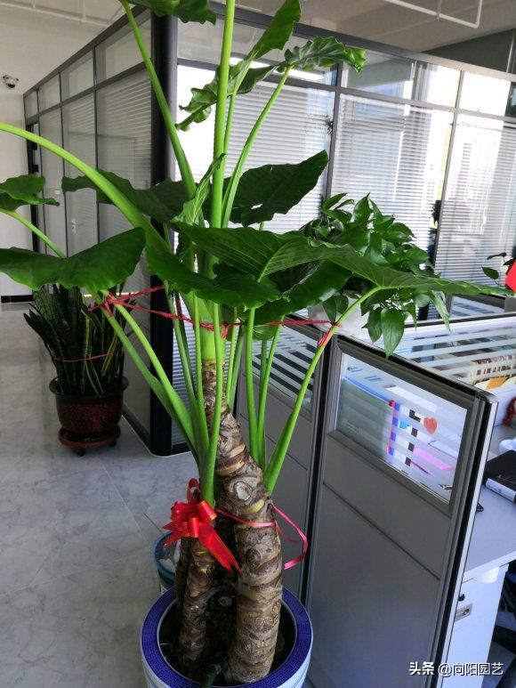 滴水观音怎么样有型( 滴水观音长什么样有毒吗 )