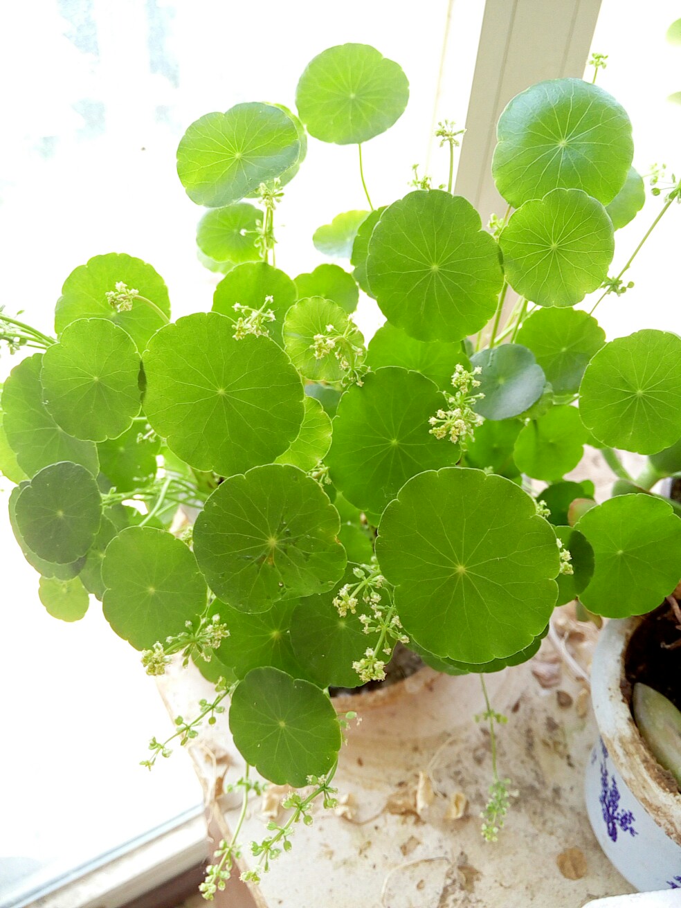 家里养铜钱草风水禁忌