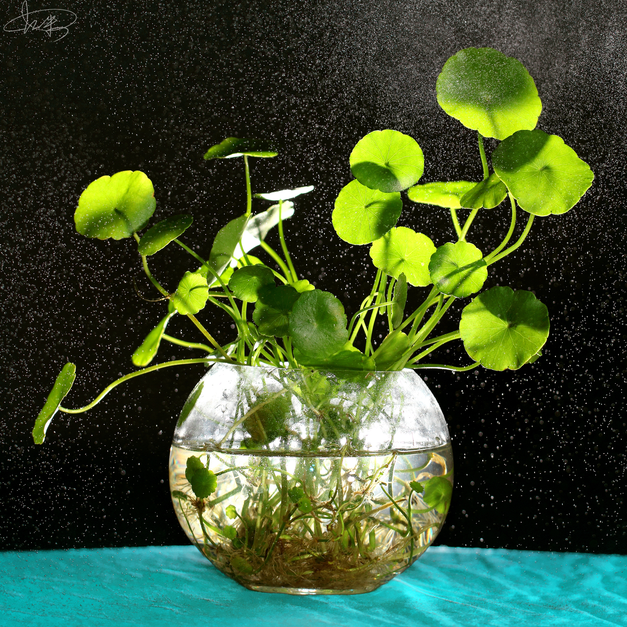 铜钱草寓意关系到财运,在摆放上有什么禁忌呢