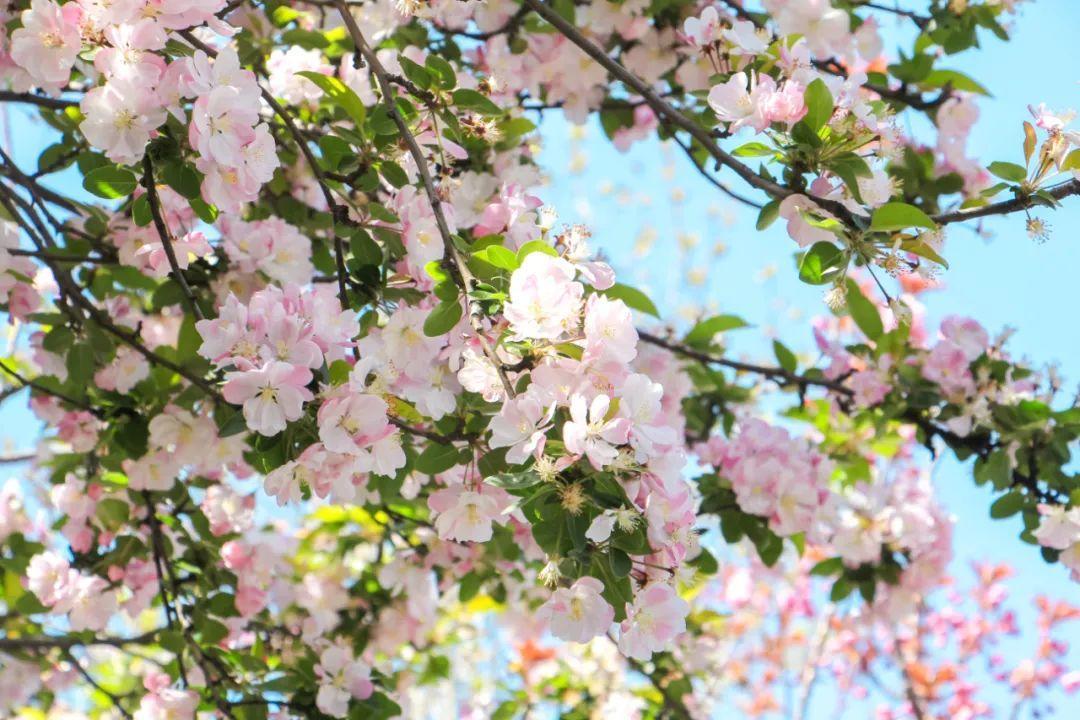 柠檬树的风水禁忌家里有院子的话