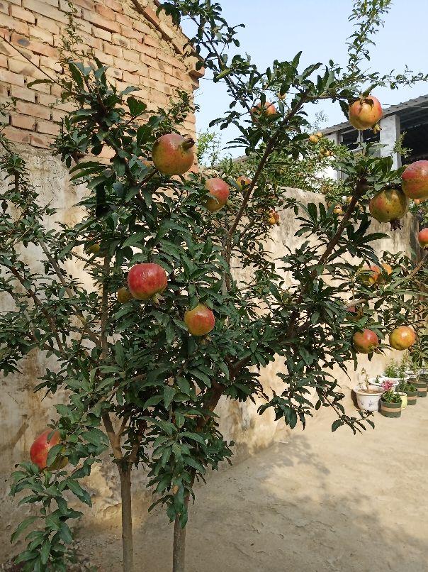 庭院种什么植物风水好又旺财院子种树讲究大