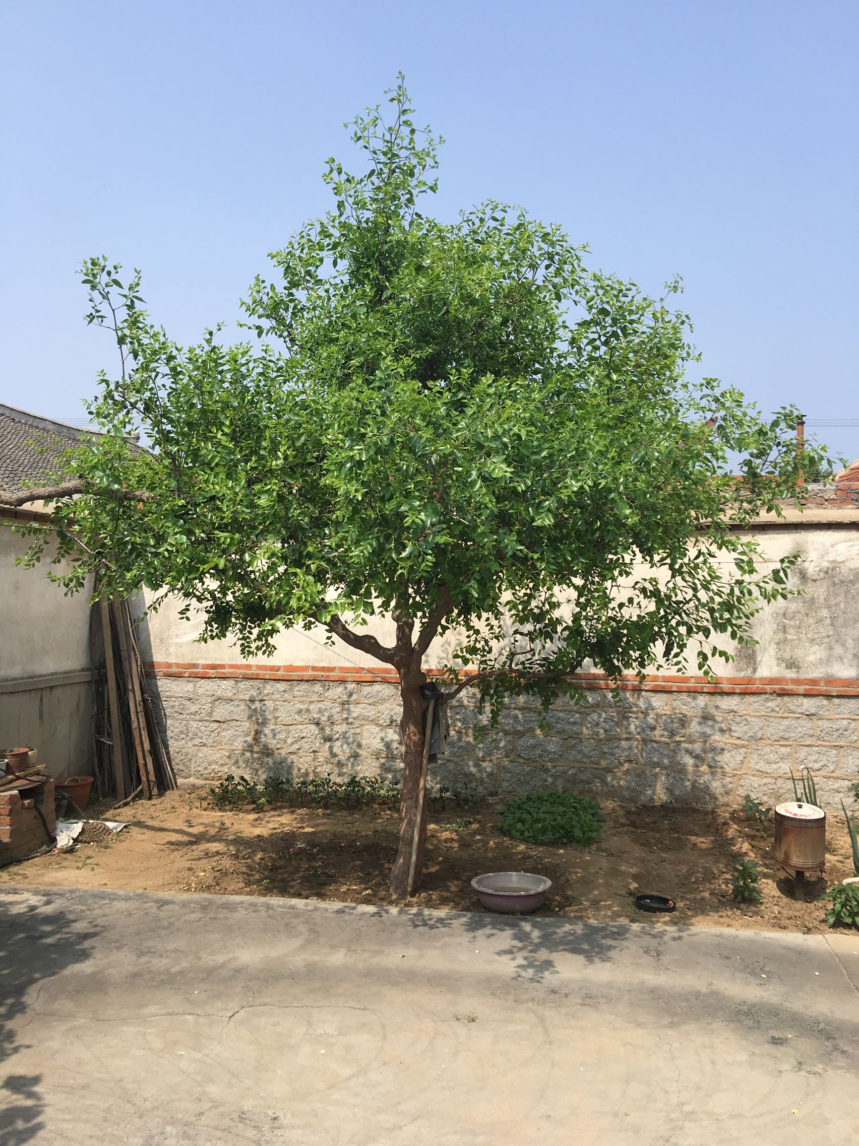 庭院种什么植物风水好又旺财院子种树讲究大