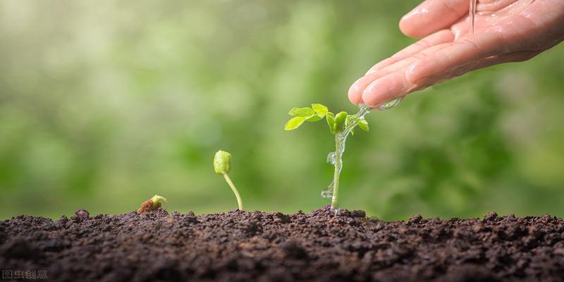 佛肚竹风水禁忌家里有佛肚竹的注意了