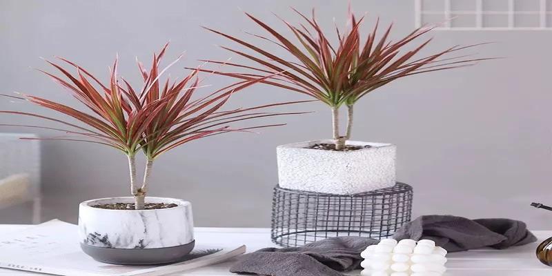 千年木的风水说法家里养盆彩色千年木