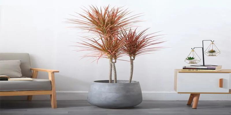 千年木的风水说法家里养盆彩色千年木