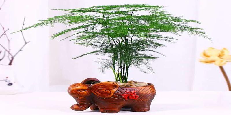 家里养文竹有风水禁忌文竹别乱摆放