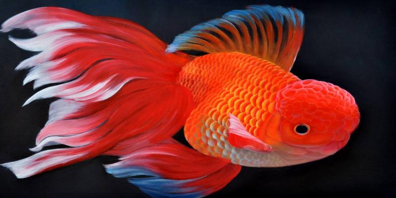 黑珍珠和水泡眼等金鱼寓意着金玉满堂招财进宝福寿双全的寓意性696