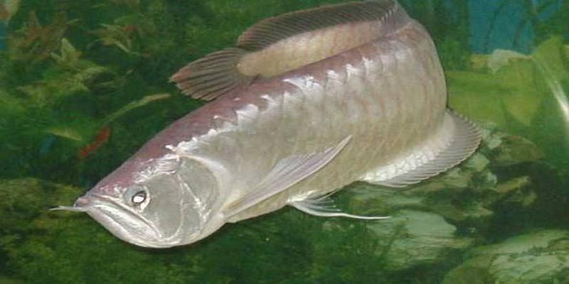 最有灵性的风水鱼排名地球上10大风水鱼