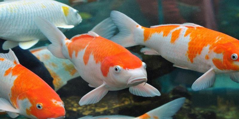 最有灵性的风水鱼排名地球上10大风水鱼