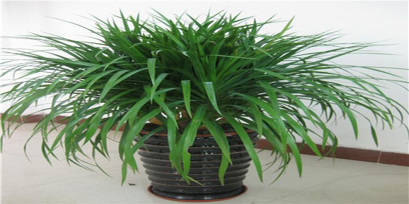 龙须树的寓意与风水(龙血树的摆放关系家居风水) - 天华易学