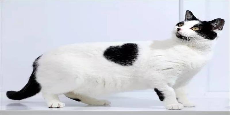 难道黑白猫都是“上黑下白”？给你理论上的支持！