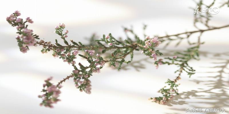 2004年7月20日的生辰八字(注定二婚命的生肖)