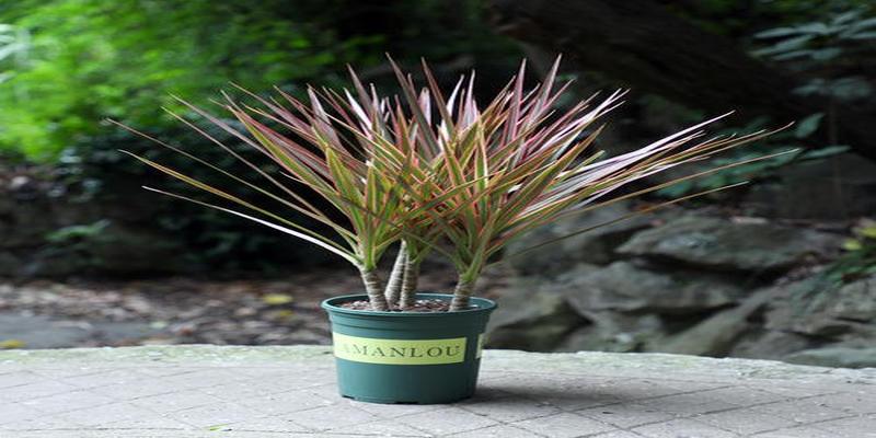 千年木的风水说法(千年木多久浇水一次)