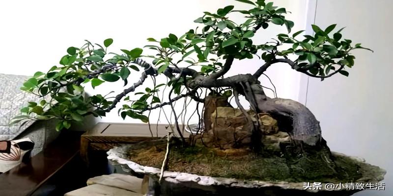 时候给人参榕施用就可以5修剪修剪整型是决定人参榕枝叶繁茂的关键同