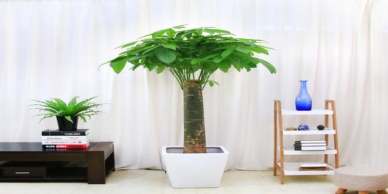 什么花放在家里风水好7种寓意旺财的花