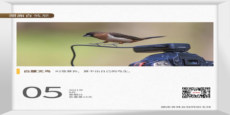 不算卦就会死 渐却呀(湖湘自然历丨灵雀算命)