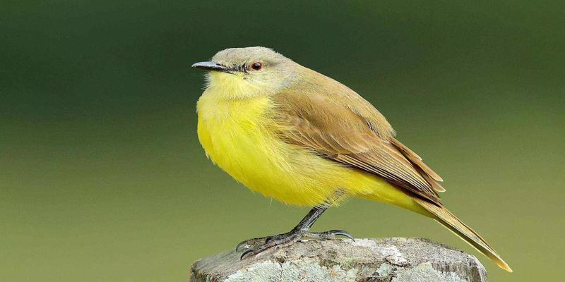 北京哪有算卦的准的(揭秘江湖骗术“黄雀算命”)